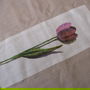 Set 2 draperii de in-noi
