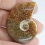 9269 - Pandantiv / charms, amonite fosil, 38x32x10mm