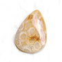 Cabochon Coral Fosilic - Nipomo