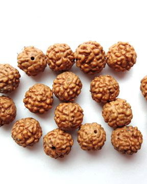 LR1 - rudraksha 7-8 mm