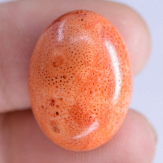 9256 - Cabochon, coral poros, rosu caramiziu, oval, 20x15x6mm