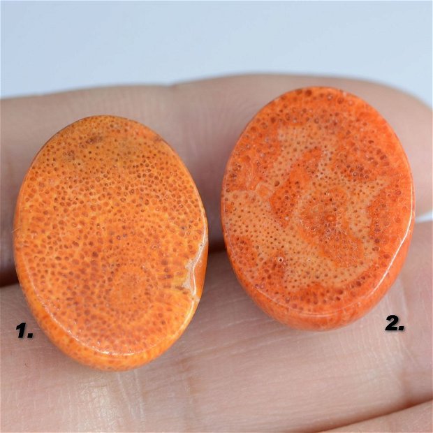 9555 - (1buc) Cabochon, coral poros, rosu caramiziu, 20x15x10mm