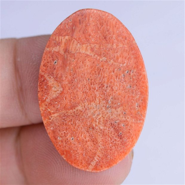 9257 - (1buc) Cabochon, coral poros, rosu caramiziu, 30x20x2mm
