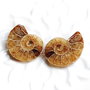 Set 2 jumatati pereche - Amonit fosil -