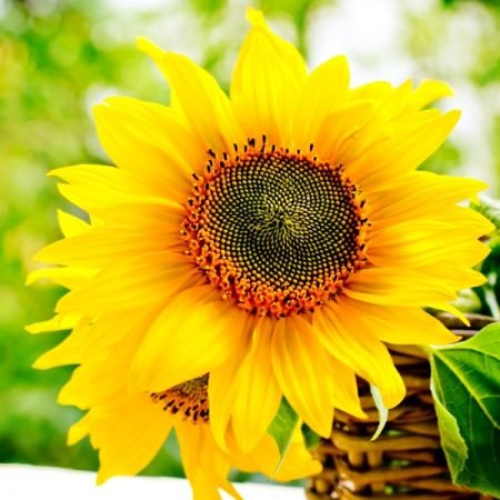 Servetel decorativ-floarea soarelui