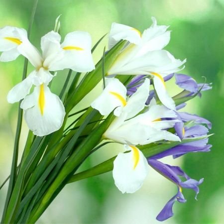 Servetel decorativ-iris