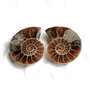 Set 2 jumatati pereche - Amonit fosil