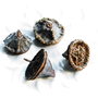 Lot fructe Eucalipt (10 buc) - uscate