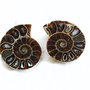 Set 2 jumatati pereche - Amonit fosil -