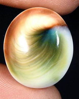 9535 - Cabochon, shiva eye / ochiul lui Shiva, melc