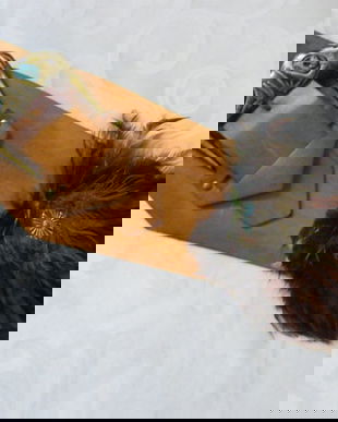 Cordon piele cu pene