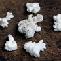 Coral alb poros - ramurele - fragmente