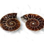 Set 2 jumatati pereche - Amonit fosil - AMG74