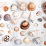 Set 50 buc scoici diverse - 2 - 10 cm