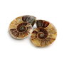 Set 2 jumatati pereche - Amonit fosil
