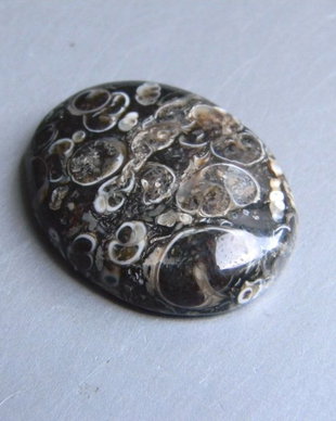 Caboson turritella agate (C34)