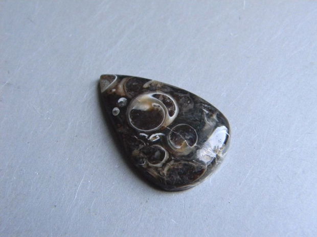 Caboson turritella agate (C34)