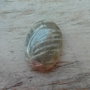 Cabochon jasp 25x18 mm