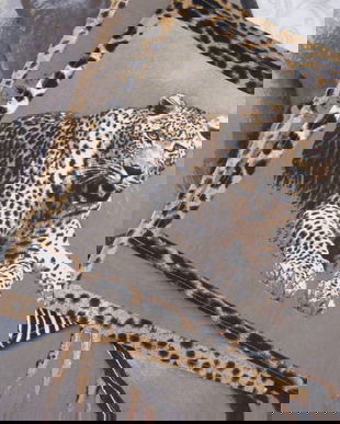 Set 6 placemat Africa-NOI