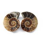 Set 2 jumatati pereche - Amonit fosil