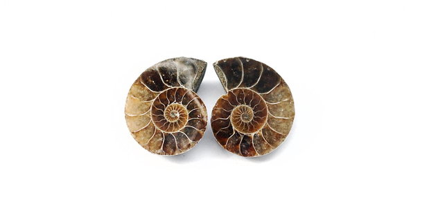 Set 2 jumatati pereche - Amonit fosil