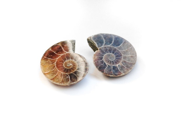 Set 2 jumatati pereche - Amonit fosil