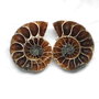 Set 2 jumatati pereche - Amonit fosil