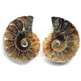 Set 2 jumatati pereche - Amonit fosil