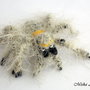 Brosa impaslita - Tarantula