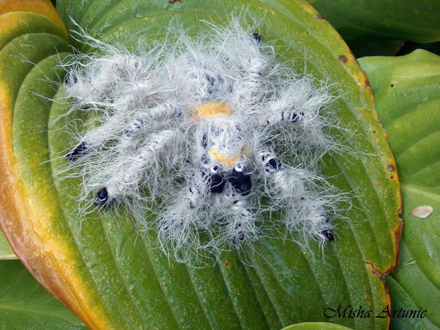 Brosa impaslita - Tarantula