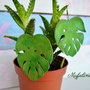 Cercei mari - frunze philodendron