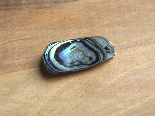 Paua Shell - 1 buc.