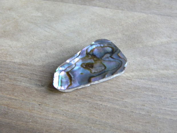 Caboson sidef Paua Shell (C52)