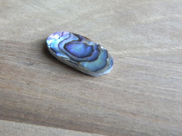 Caboson sidef Paua Shell (C53)