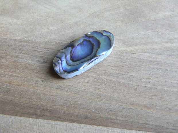 Caboson sidef Paua Shell (C53)