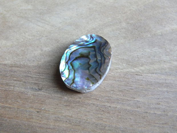 Caboson sidef Paua Shell (C53)