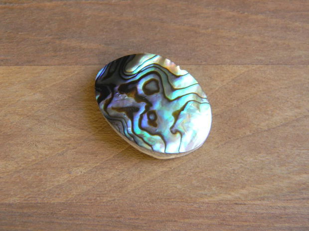 Caboson sidef Paua Shell (C53)