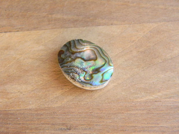 Caboson sidef Paua Shell (C53)