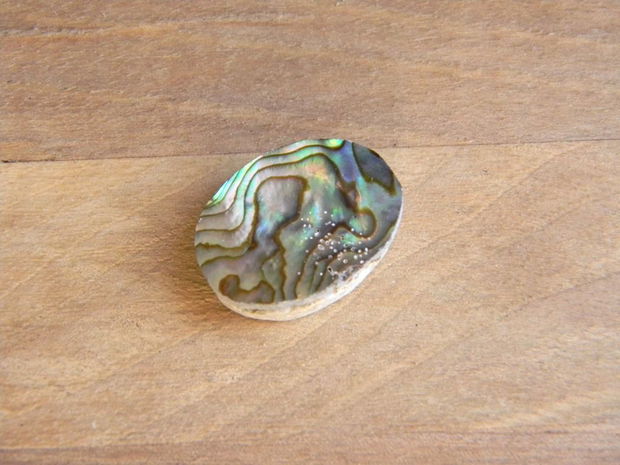 Caboson sidef Paua Shell (C53)