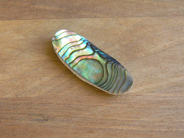 Caboson sidef Paua Shell (C53)