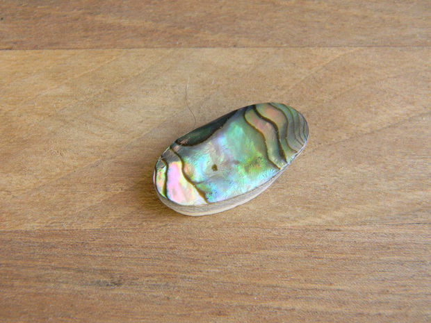 Caboson sidef Paua Shell (C53)