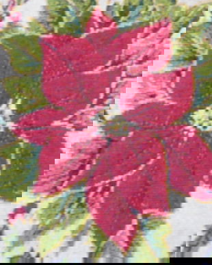 Husa perna poinsettia