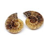 Set 2 jumatati pereche - Amonit fosil