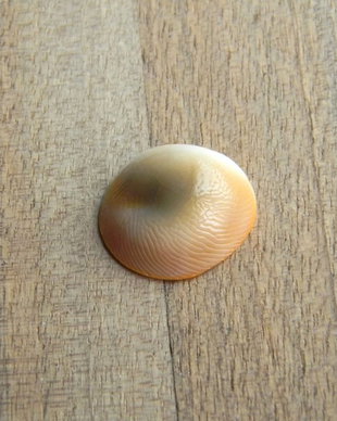 Caboson Shiva Eye (C68)