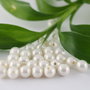 Perle seashell 6mm, semigaurite (1)