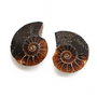 Set 2 jumatati pereche - Amonit fosil - K92783