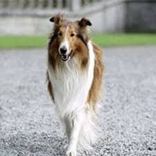 Brosa din lana impaslita`Lassie`