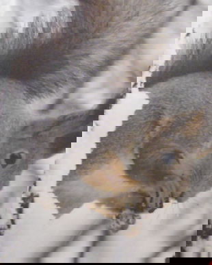 Husa perna cu veverita