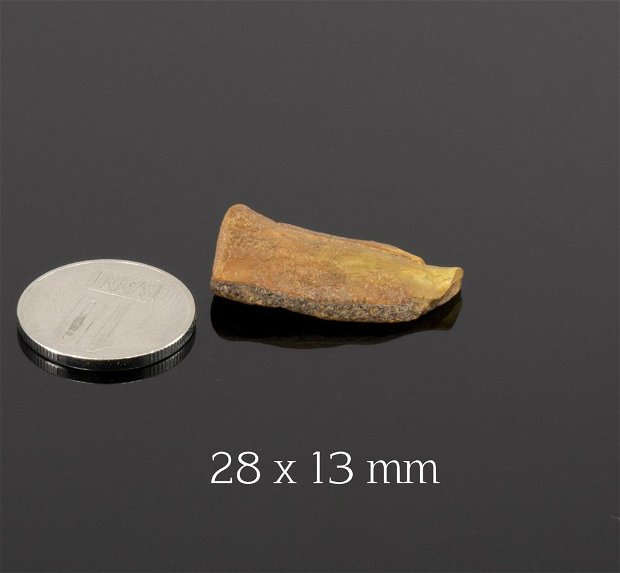 Chihlimbar Baltic, 28 x 13 mm, C6A