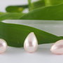 Perle seashell 10x14mm, semigaurite (1)